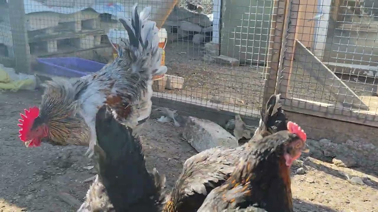 AKCA ÇİFTLİĞİ  16. VIDEO 8.03.2026