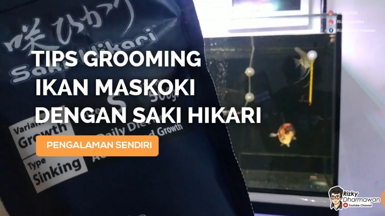 Tips Grooming Ikan Maskoki Dengan Pelet Saki Hikari Growth