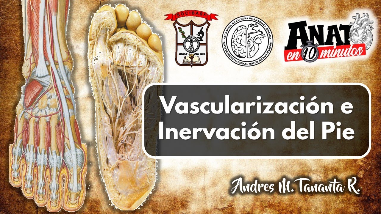 Vascularización e inervación de pie - Proyecto ANATO EN 10 MINUTOS