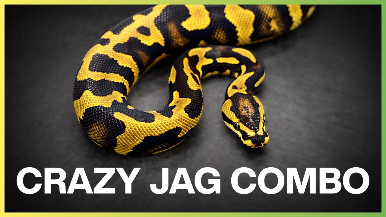 SHOCKING New Jaguar Ball Python Clutch!