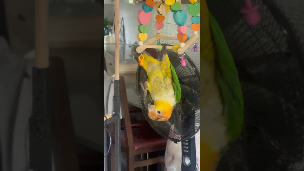 Caique Brabus the Acrobat #caiqueparrot #birds #funnyparrot #parrot #caiques #pets #cuteparrot