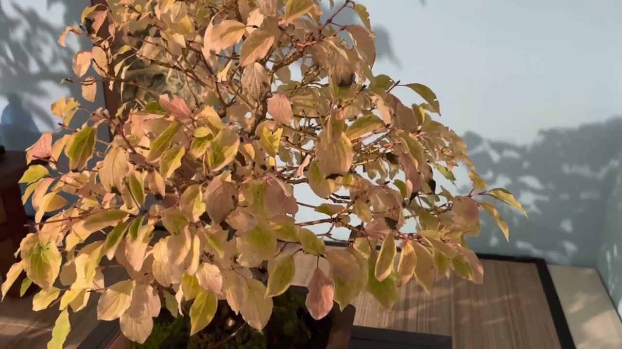 Ficus e Cornus Sanguinea Autunno 2022