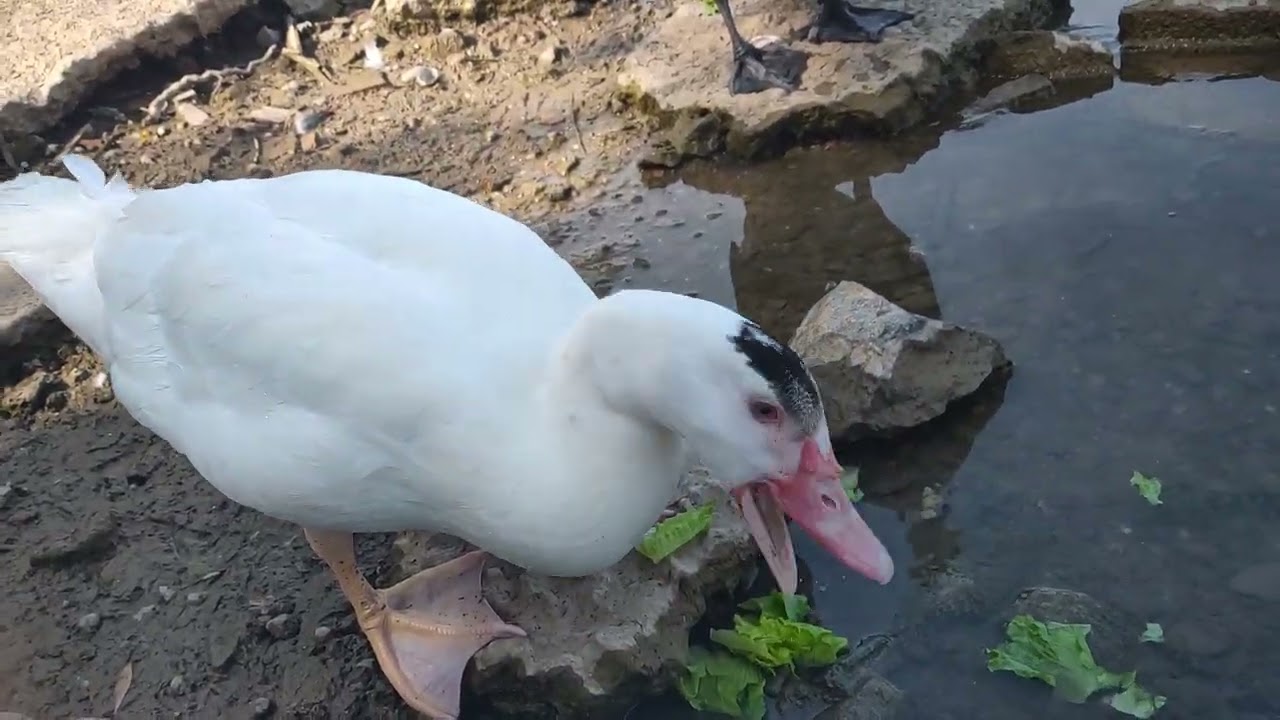duck小鸭子20250608