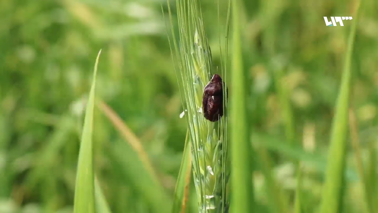 حشرة السونة تلحق الضرر بالمحصول الزراعي في الحسكة