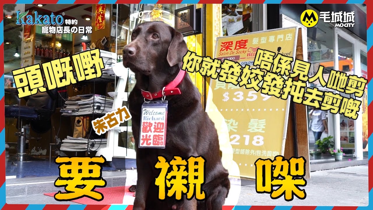 【Kakato特約 寵物店長之日常】Salon狗狗副店長