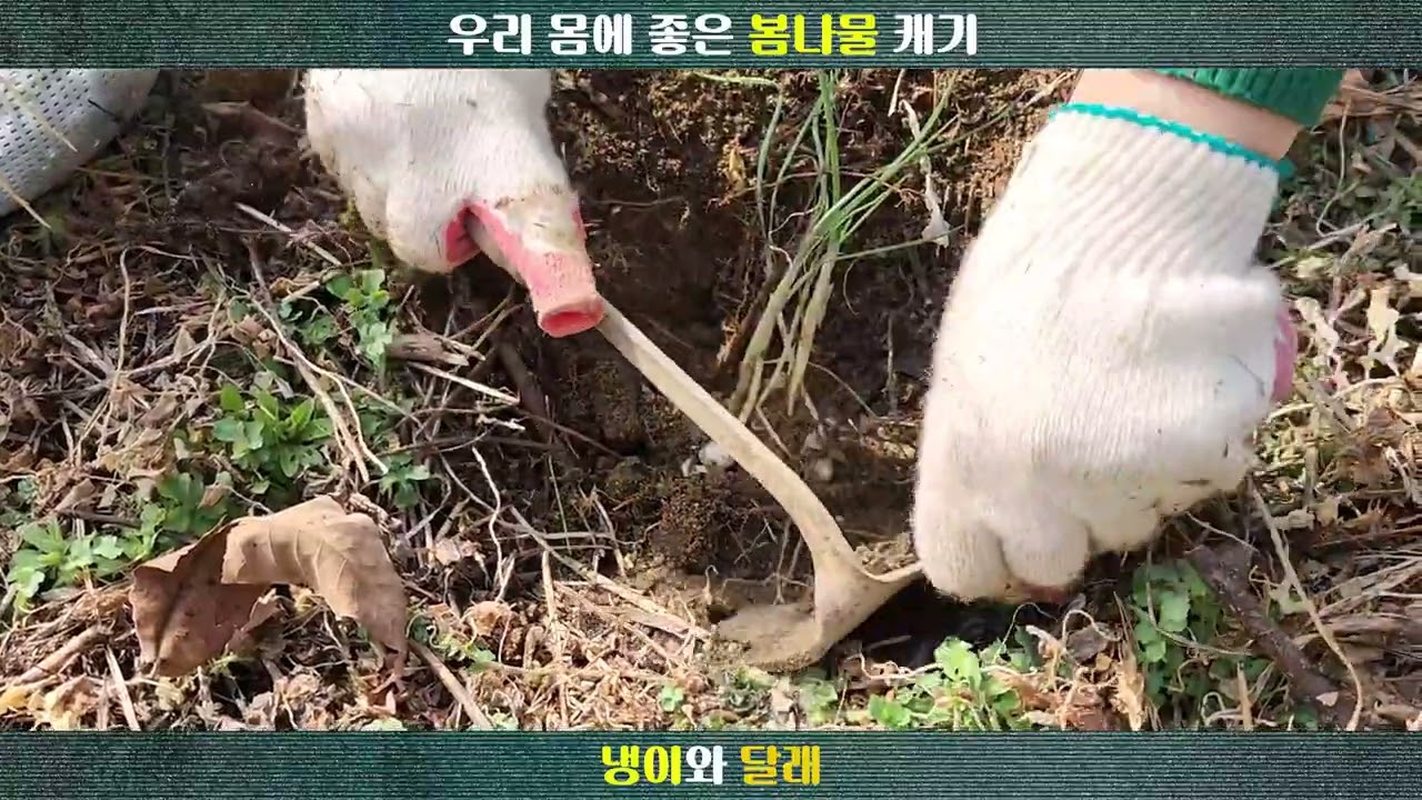냉이와 달래먹고 봄기운 가득 힐링 가득@힐러@힐링되는 음식 재료@자연힐링