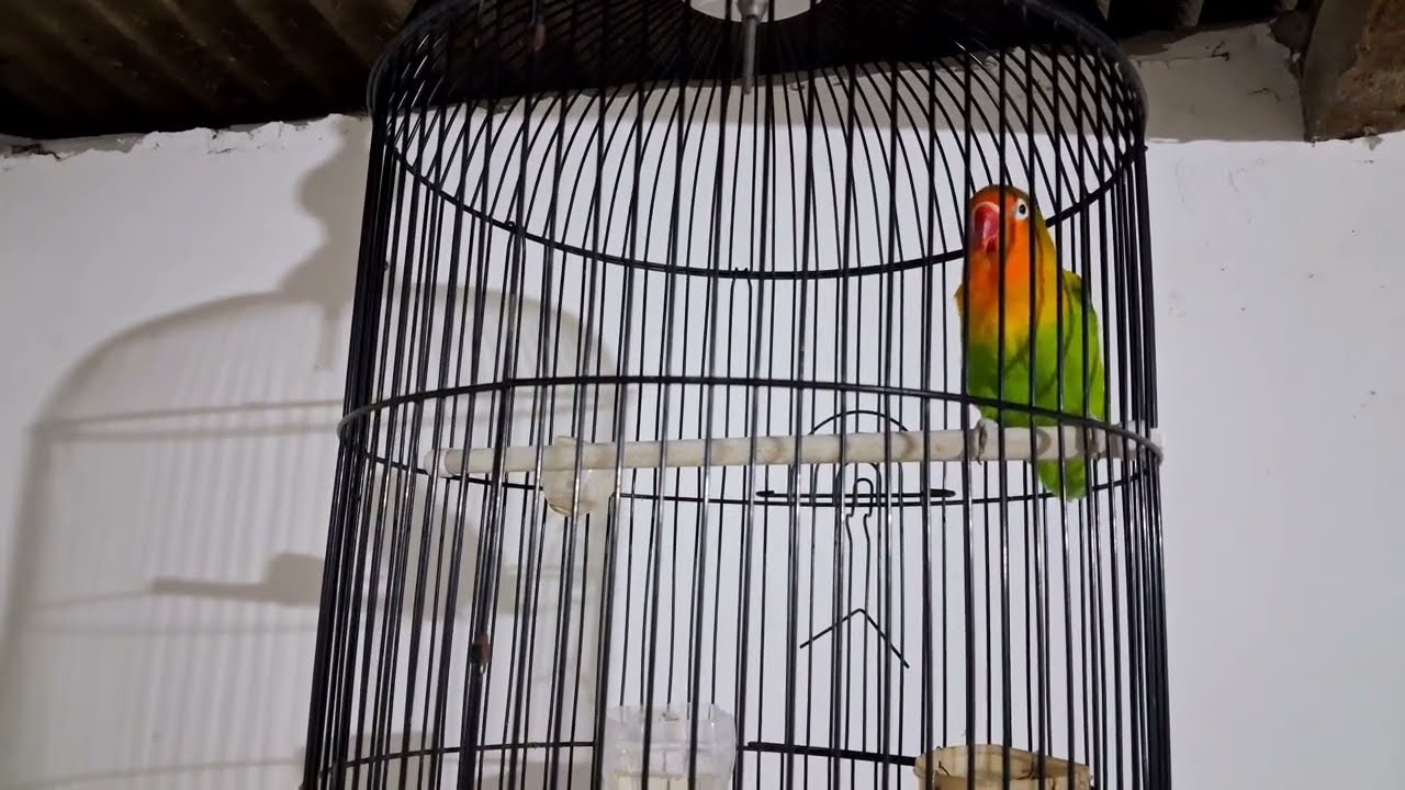 MASTERAN LOVEBIRD NGEKEK PANJANG,100% SUARA BURUNG ASLI. DI JAMIN MUDAH MASUK KE MURAI
