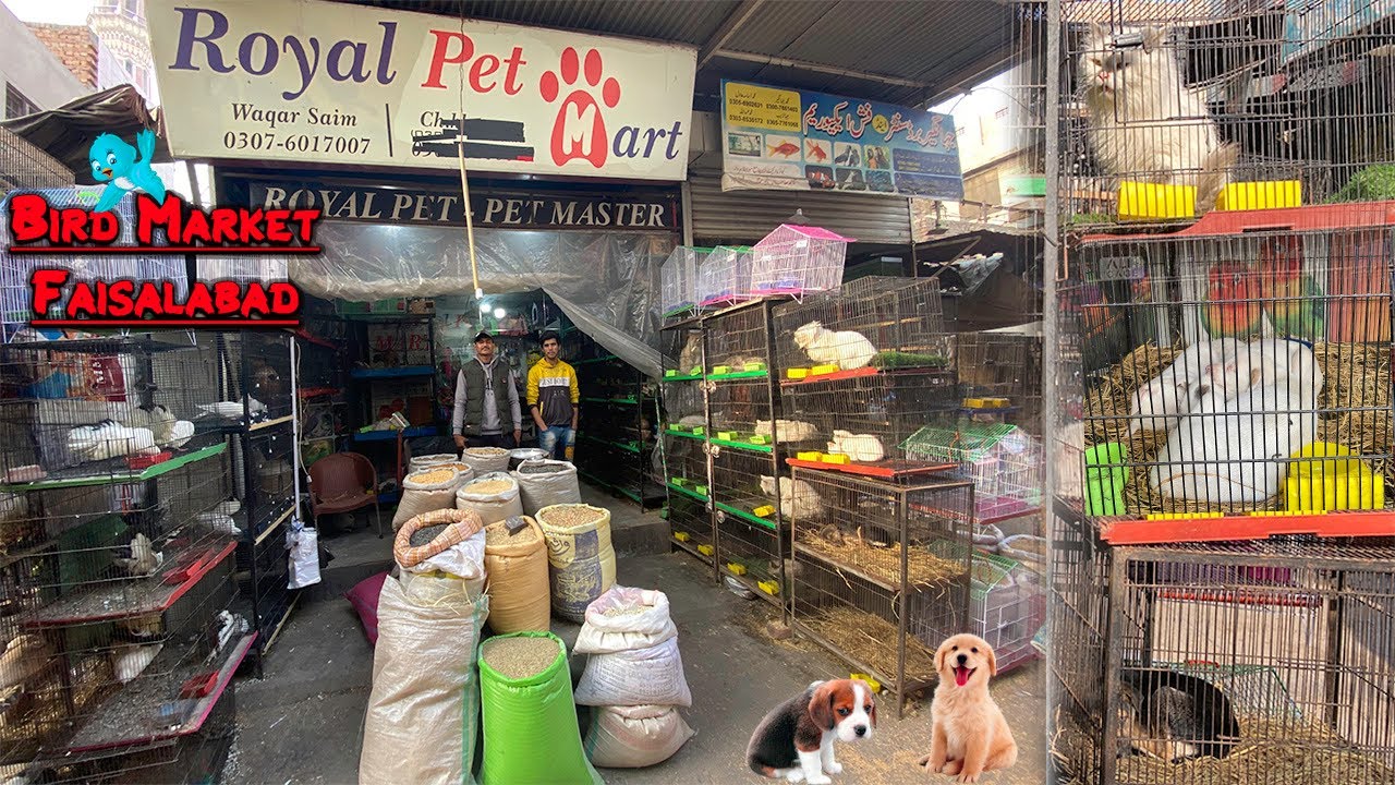 Bird market Jhang bazar Faisalabad | Dog and Cat Market
