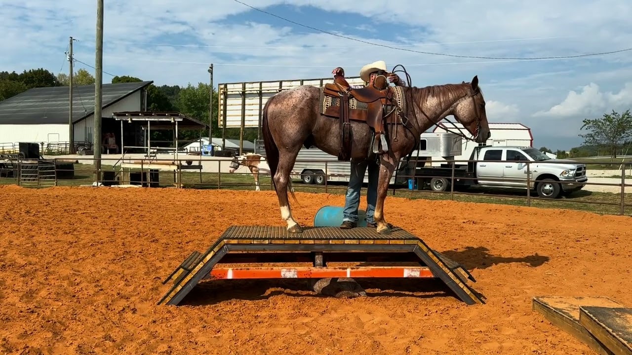 Roscoe AQHA Gelding