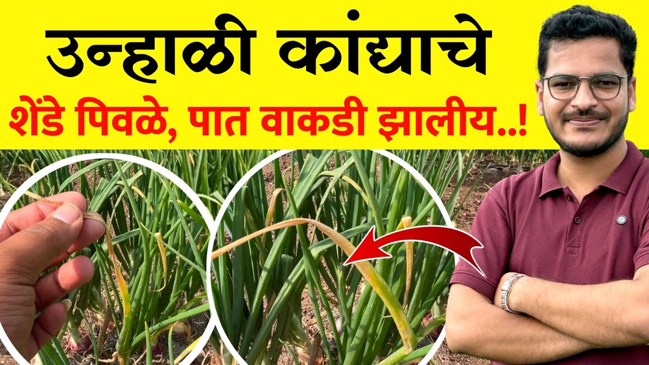 कांद्याचे शेंडे पिवळे व पात वाकडी झालीय उपाय / Kanda shende piwale pat vakdi zaliy | Krushimitra