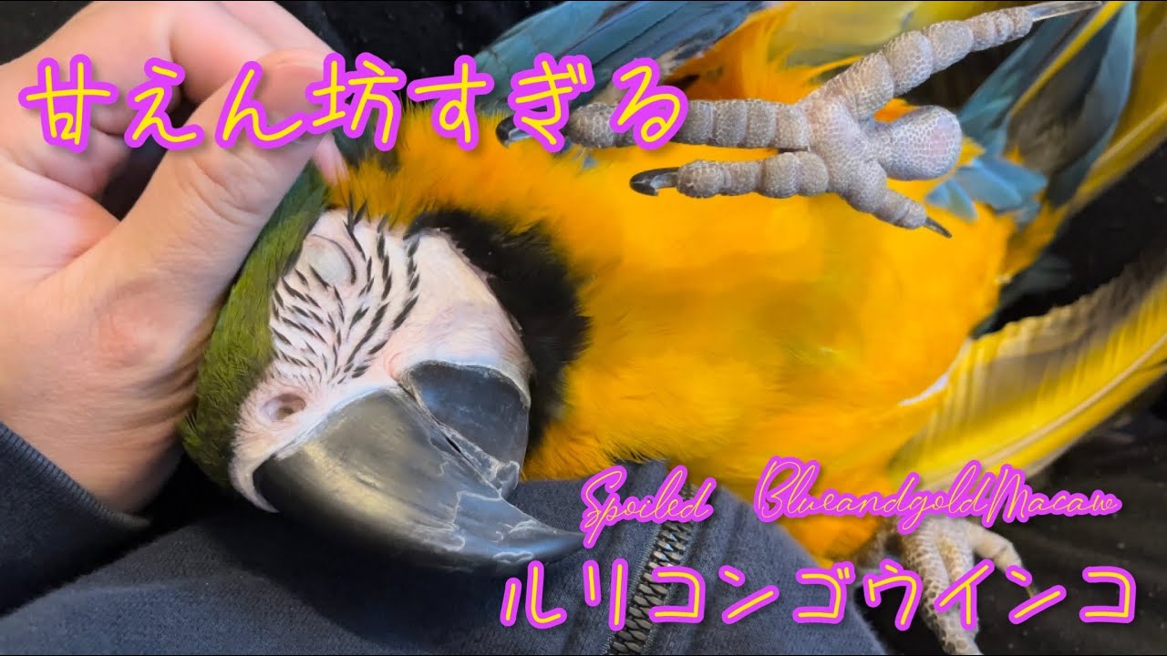 【甘えん坊すぎるルリコンゴウインコ】ルリコンゴウインコってこんなに甘えるんですよ✨