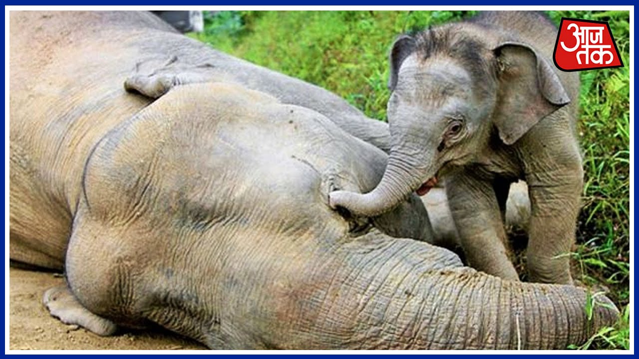 Baby Elephant Cry By His Dead Mom