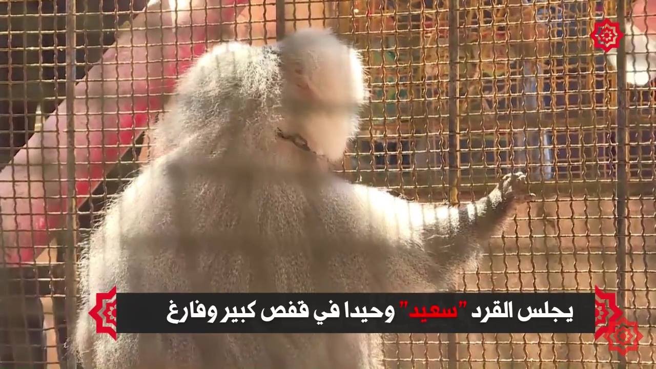 القرد سعيد يعيش أجواء الهدنة في حلب