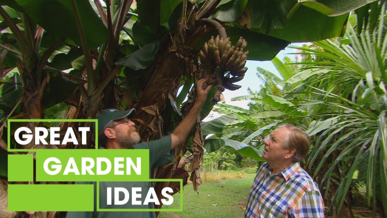 Rare Tropical Plants and Fruit | Gardening | Great Home Ideas