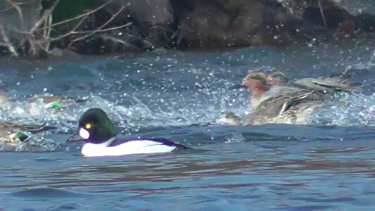 Y0155　Oita River　Common Goldeneye couple　Common Teal and Coot leaving the feeding area in a hurry