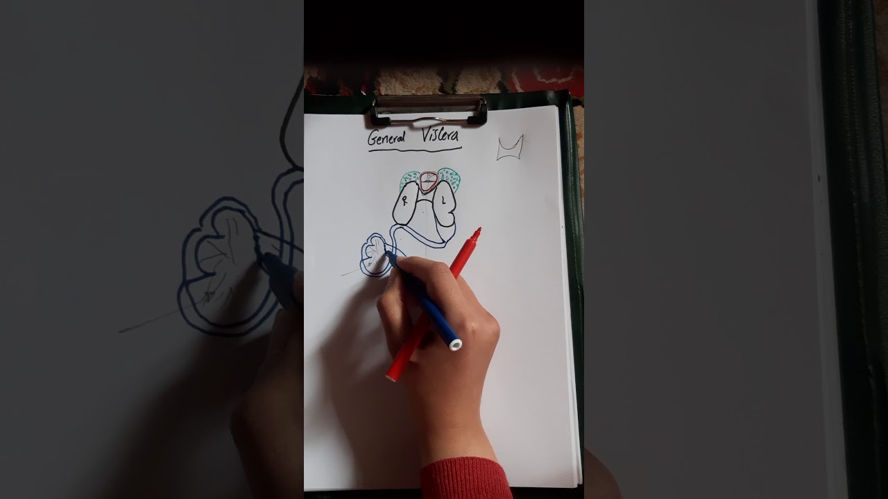 general viscera part 2 for the frog🐸( طريقة رسم مبسطة للاحشاء العامة للضفدعة)