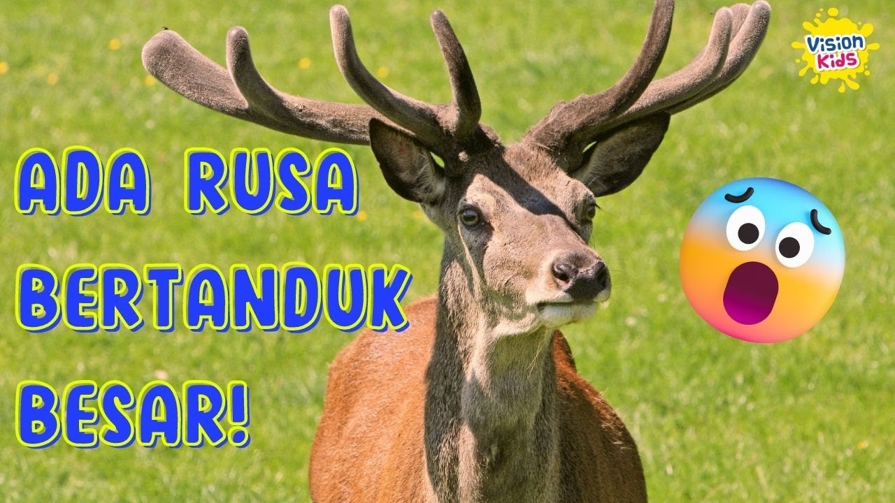 SUARA RUSA | RUSA SI BINATANG BERTANDUK