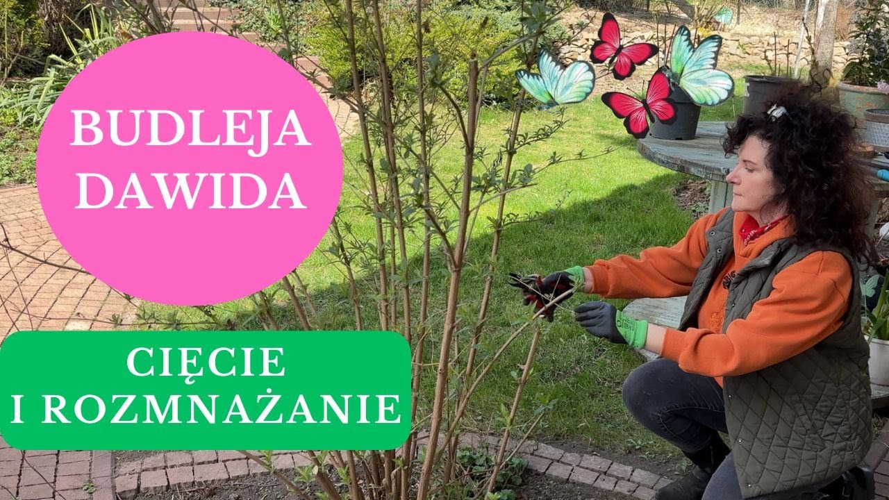 BUDLEJA Dawida - Jak rozmnożyć i zrobić sadzonki ze zdrewniałych pędów. Kiedy przycinać budleje?