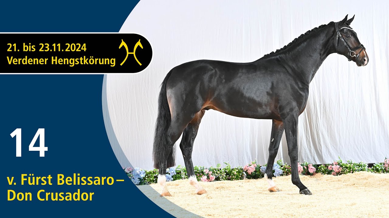 No. 14 Stallion by Fürst Belissaro - Don Crusador | Verden Stallion Licensing 2024 -  Nov. 22/23