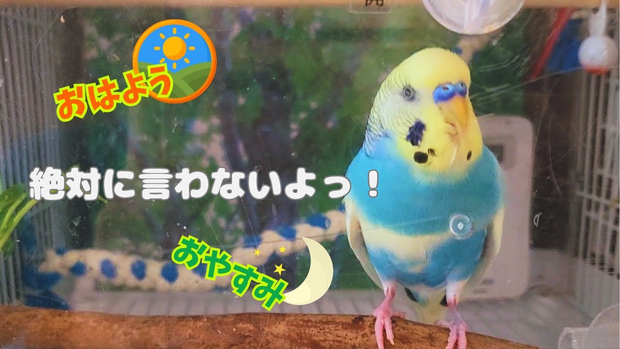 #032 20250407　絶対挨拶しないぞ！