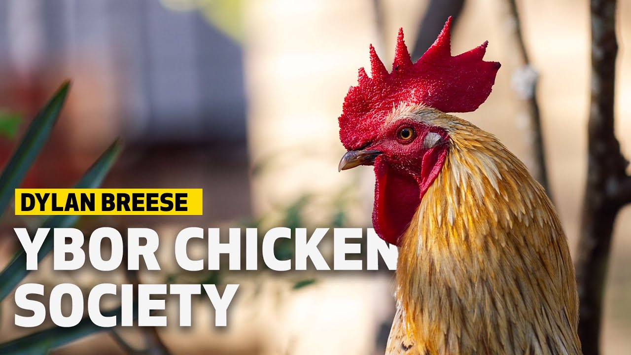 Meet Ybor Chicken Society’s Head Rooster