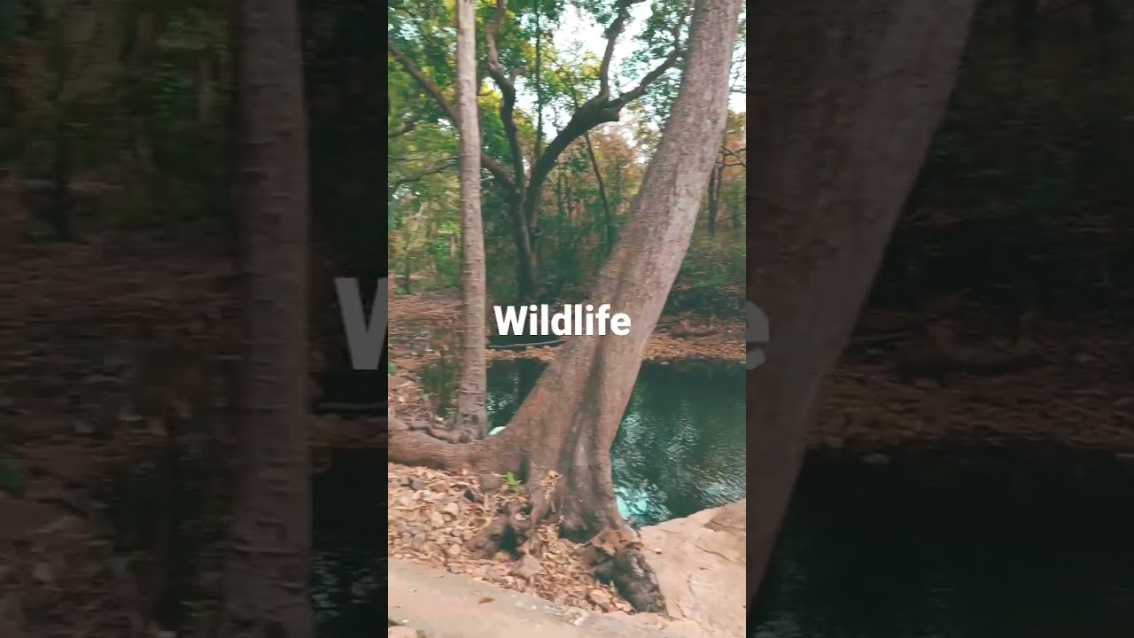 talakona @wildlife@wood life@solo trip