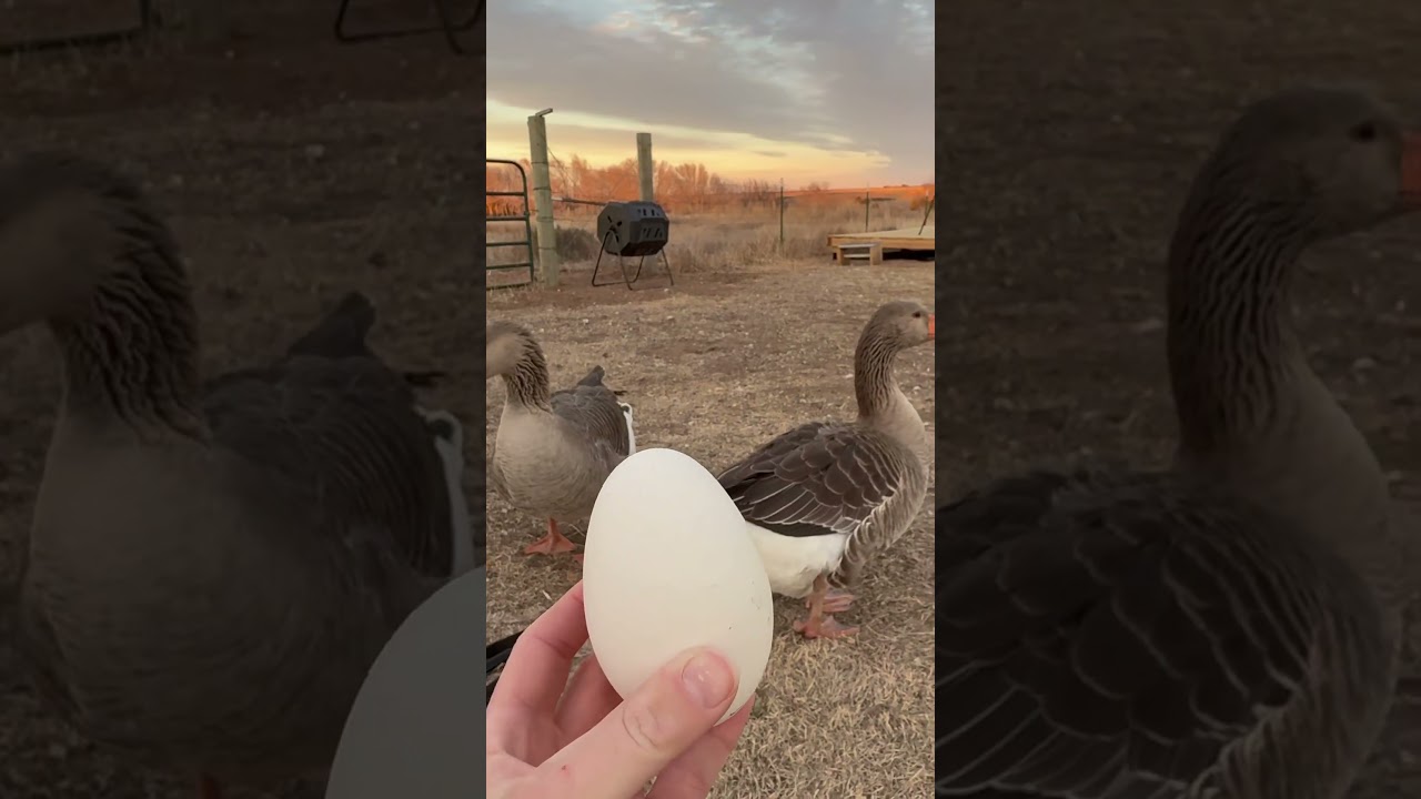 Our goose eggs are a bit more expensive than our chicken eggs #egg #gooseegg #eggs #farmfresh #farm