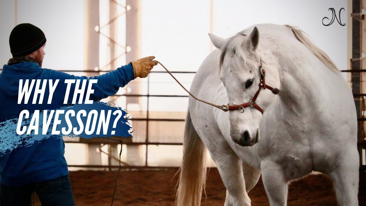 Josh Nichol: Why the cavesson?