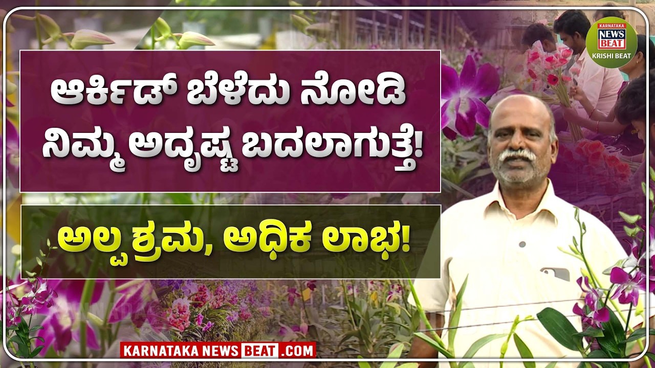 OrchidFarm | ಆರ್ಕಿಡ್ ಕೃಷಿಯಲ್ಲಿದೆ ಶ್ರೀಮಂತರಾಗುವ ಗುಟ್ಟು! | KNB