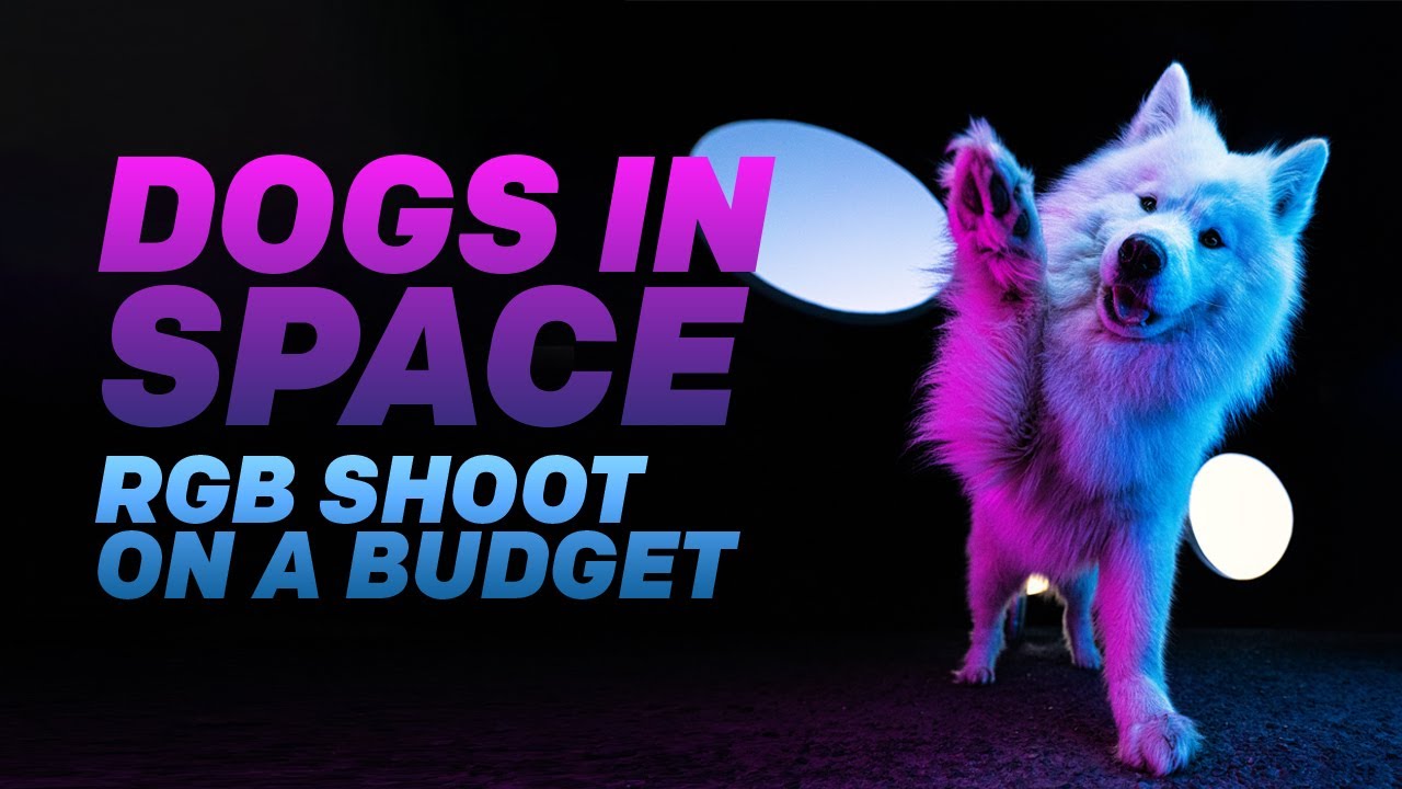Could this be my most colourful dog photo shoot yet?