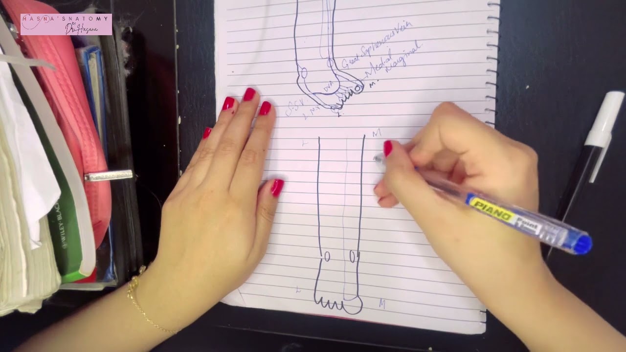 Introduction to Leg | Superficial Fascia | Cutaneous Nerves & Veins | Great & Short Saphenous Veins