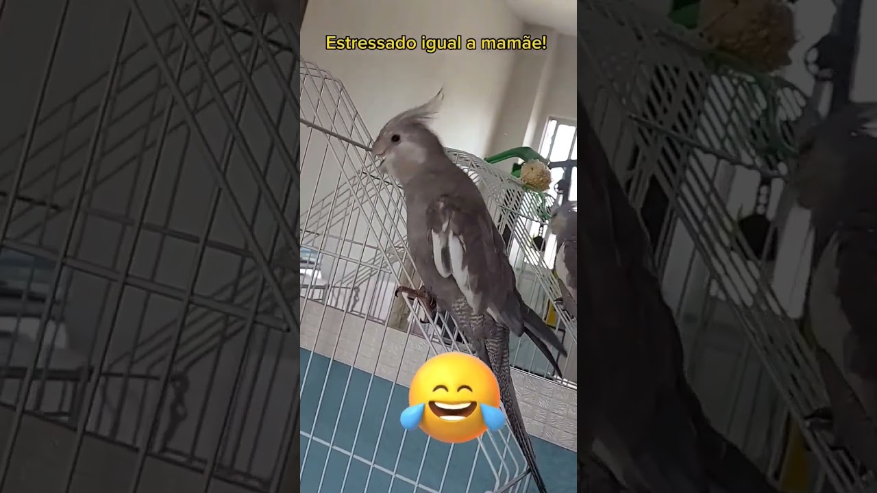 Como &eacute; ter uma calopsita filhote em casa #pets #funnybirds #viral