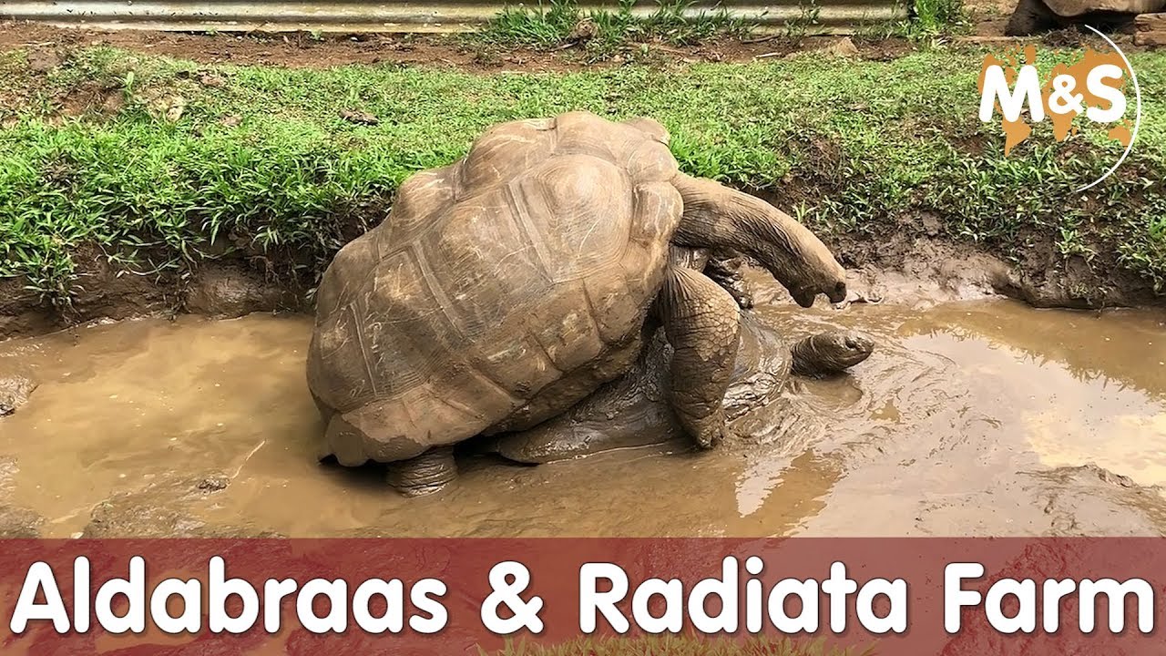 Liebesinsel Mauritius | Aldabra & Radiata Farm auf Mauritius | Reptil TV