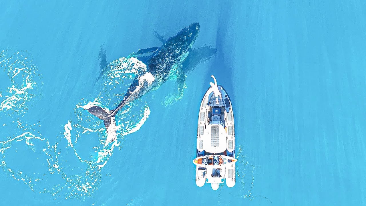 Solo Camping With Whales and Dingoes