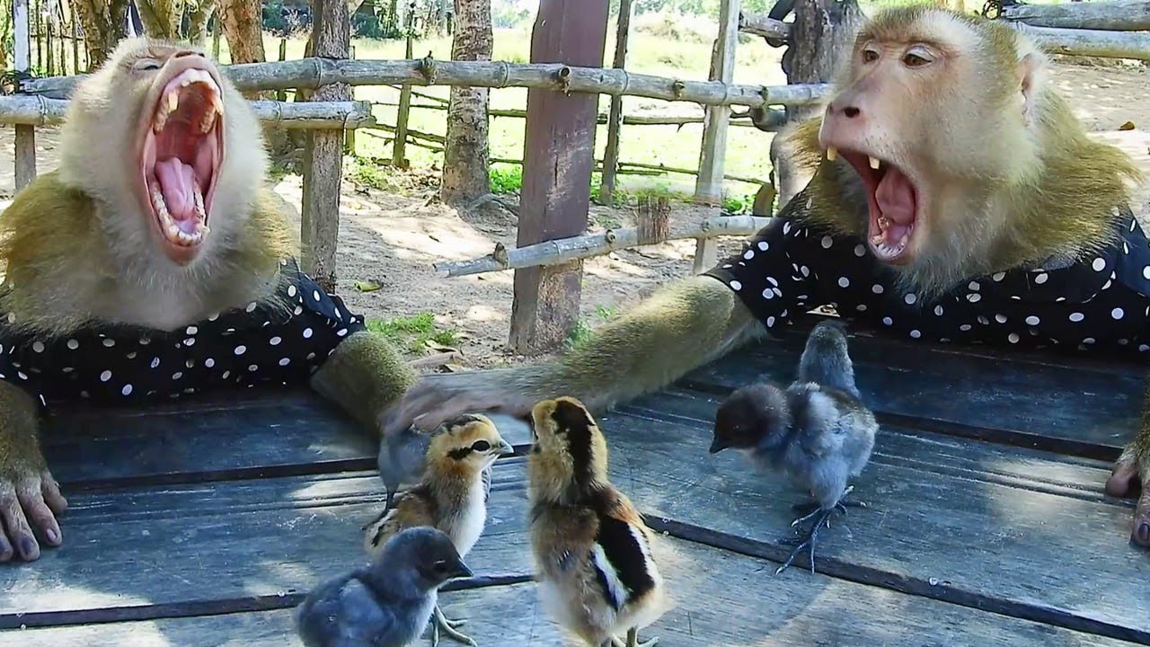 Heart Touching Animal Moment 💖 SokYaa and the Baby Chickens