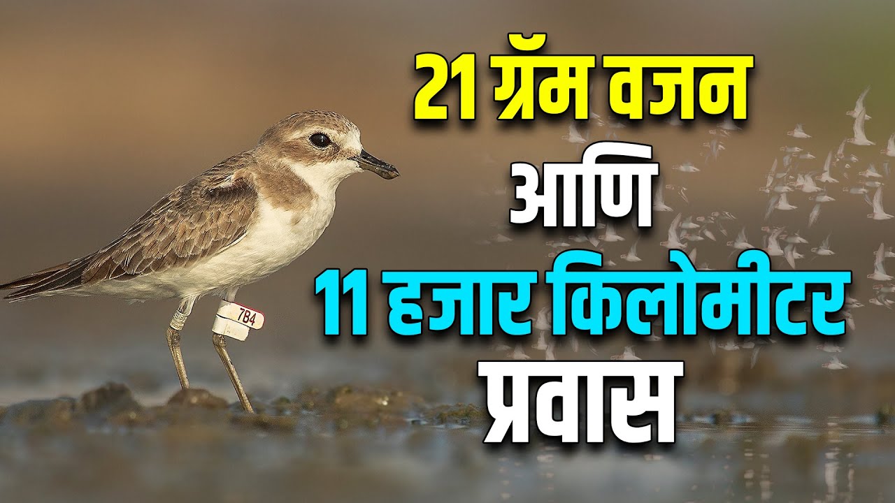हजारो किलोमीटर न थांबता प्रवास करणाऱ्या पक्ष्यांची विलक्षण गोष्ट | The Story Of Migratory Birds