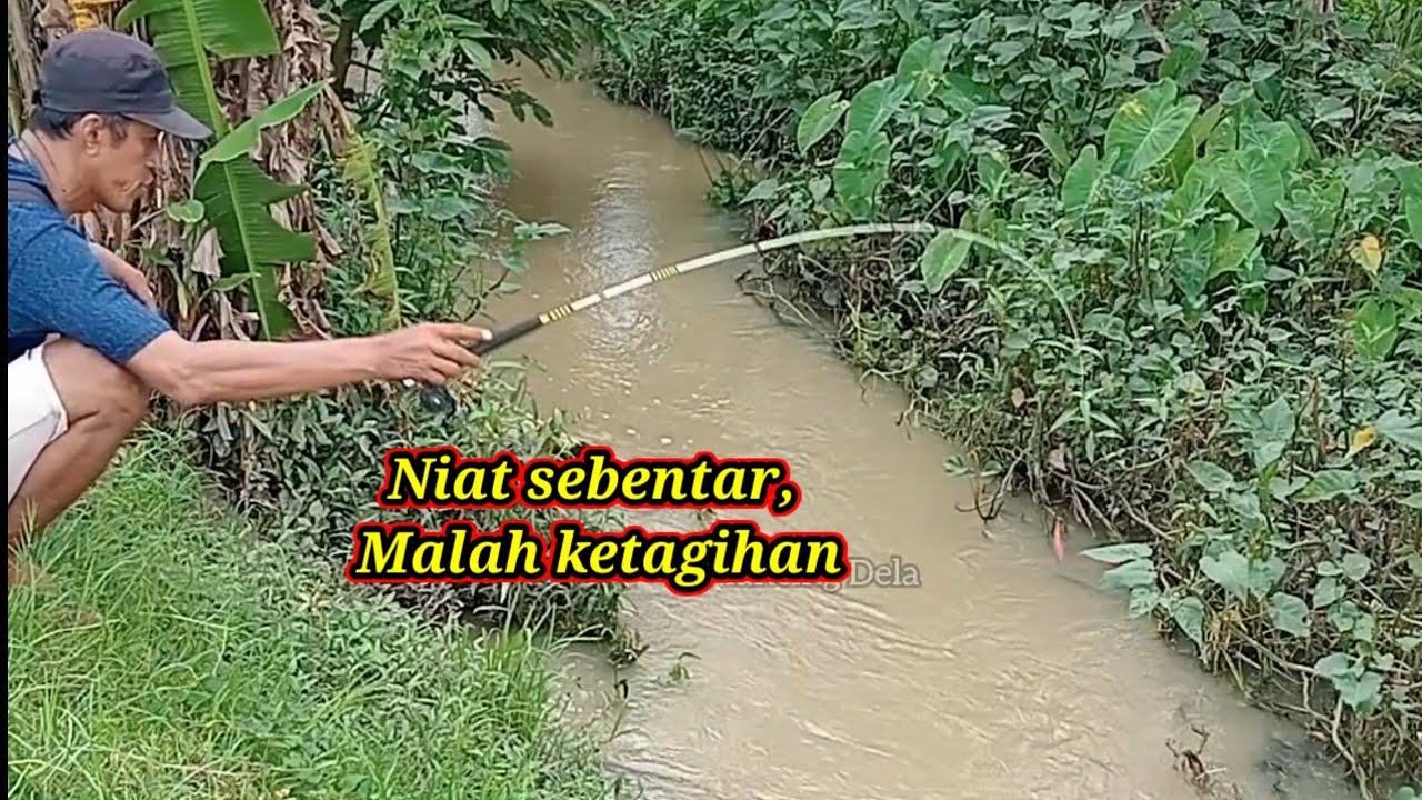 Wader sirip merah lagi gacor di selokan sawah ‼️