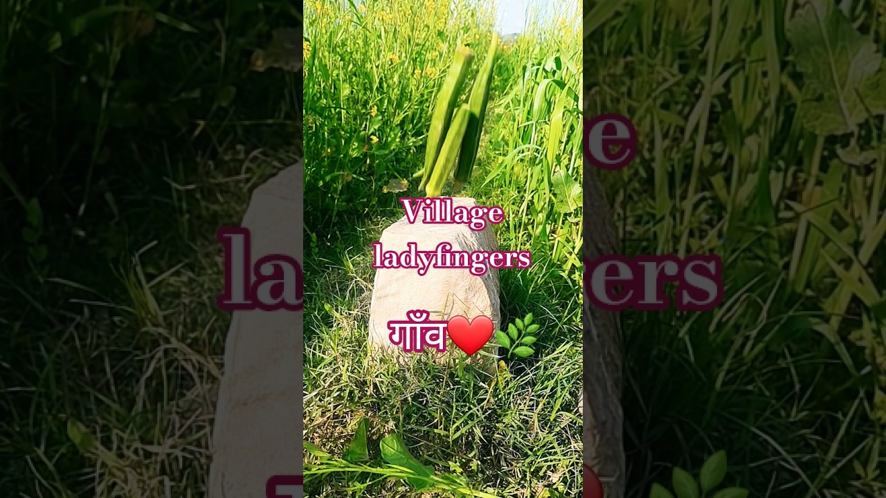 🌿❤️farming shorts 🥒#shorts#farming #khetibadi #shortsfeed #farmer #trending  #naturalfarming #viral