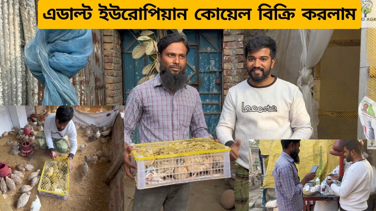 অ্যাডাল্ট ইউরোপিয়ান হোয়াইট জায়ান্ট কোয়েল পাখি বিক্রি করলাম এবং ঔষধ সম্পর্কে ধারণা দিলাম