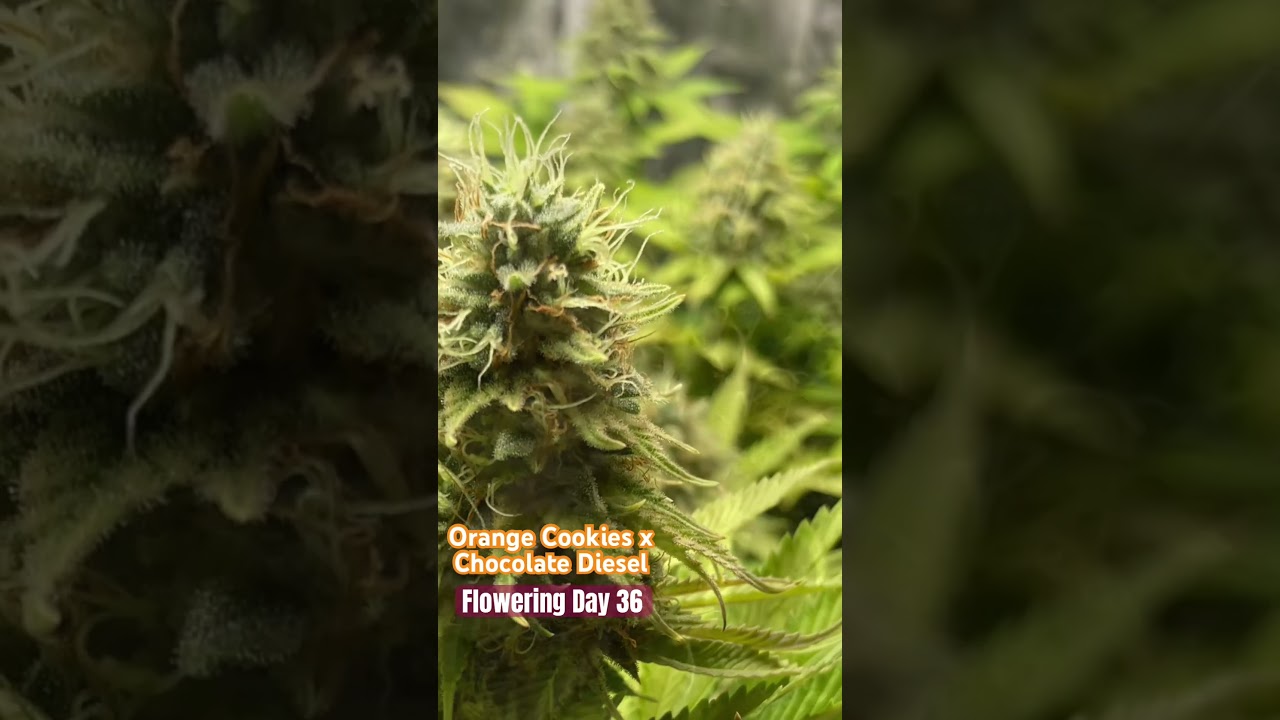 🌿 Flowering Day 36 - Orange Cookies x Chocolate Diesel Cannabis Strain - Medical Marijuana 🌸