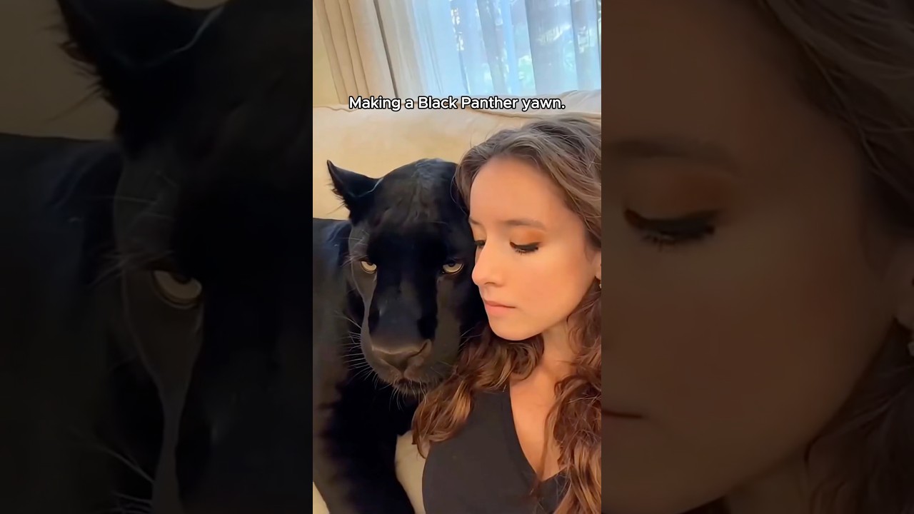 When Kitties Show Their Soft Side.#animals #animallife #funnyanimals #funny #wildlife #bigcat