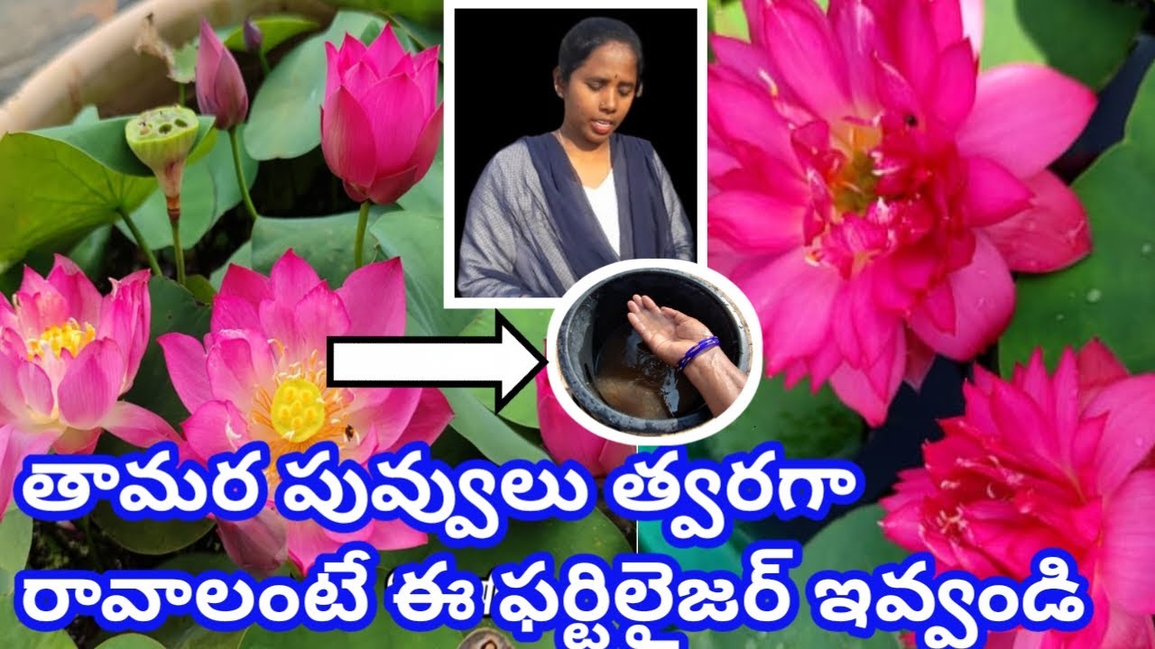How to get Lotus Flower in telugu#Fertilizer for Lotus Plants#Lotus Flowers#Tamara Puvvulu#