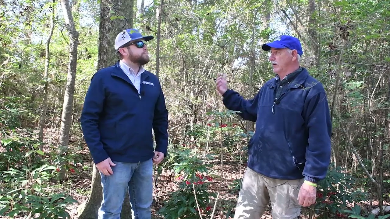 Invasive Species in the Florida Panhandle - Coral Ardisia