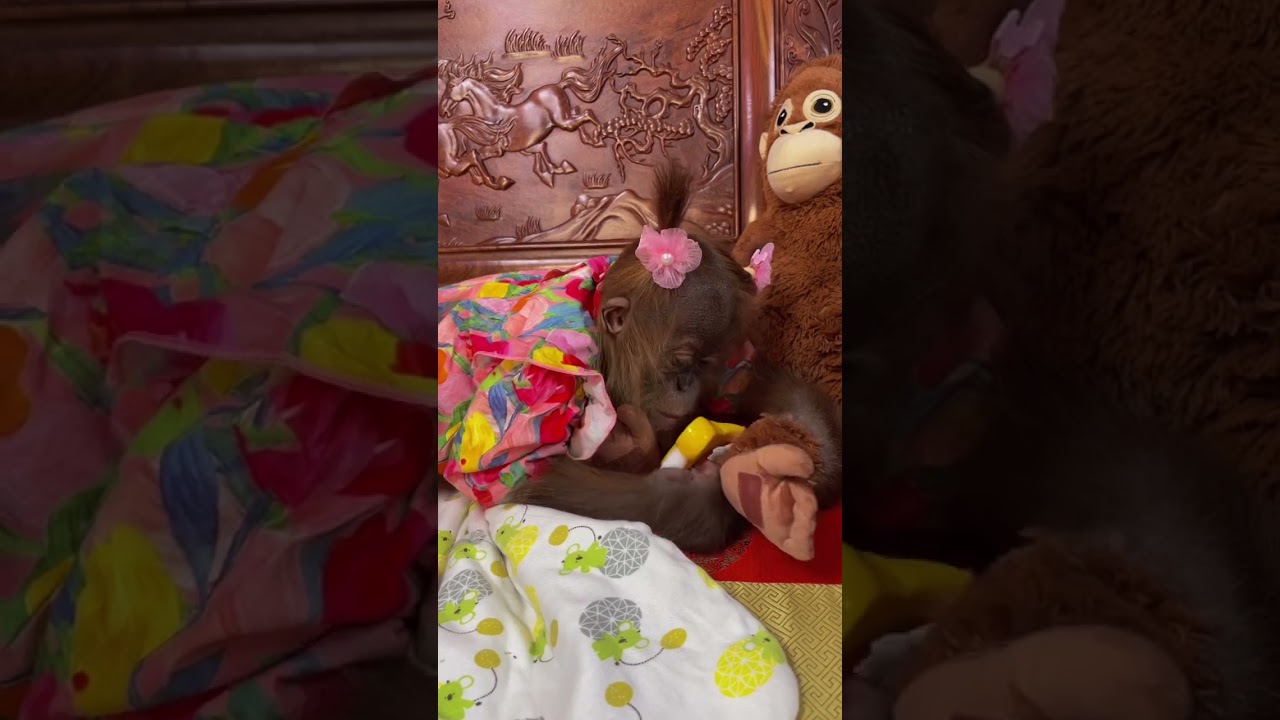 Gentle care for our smallest primate friends.