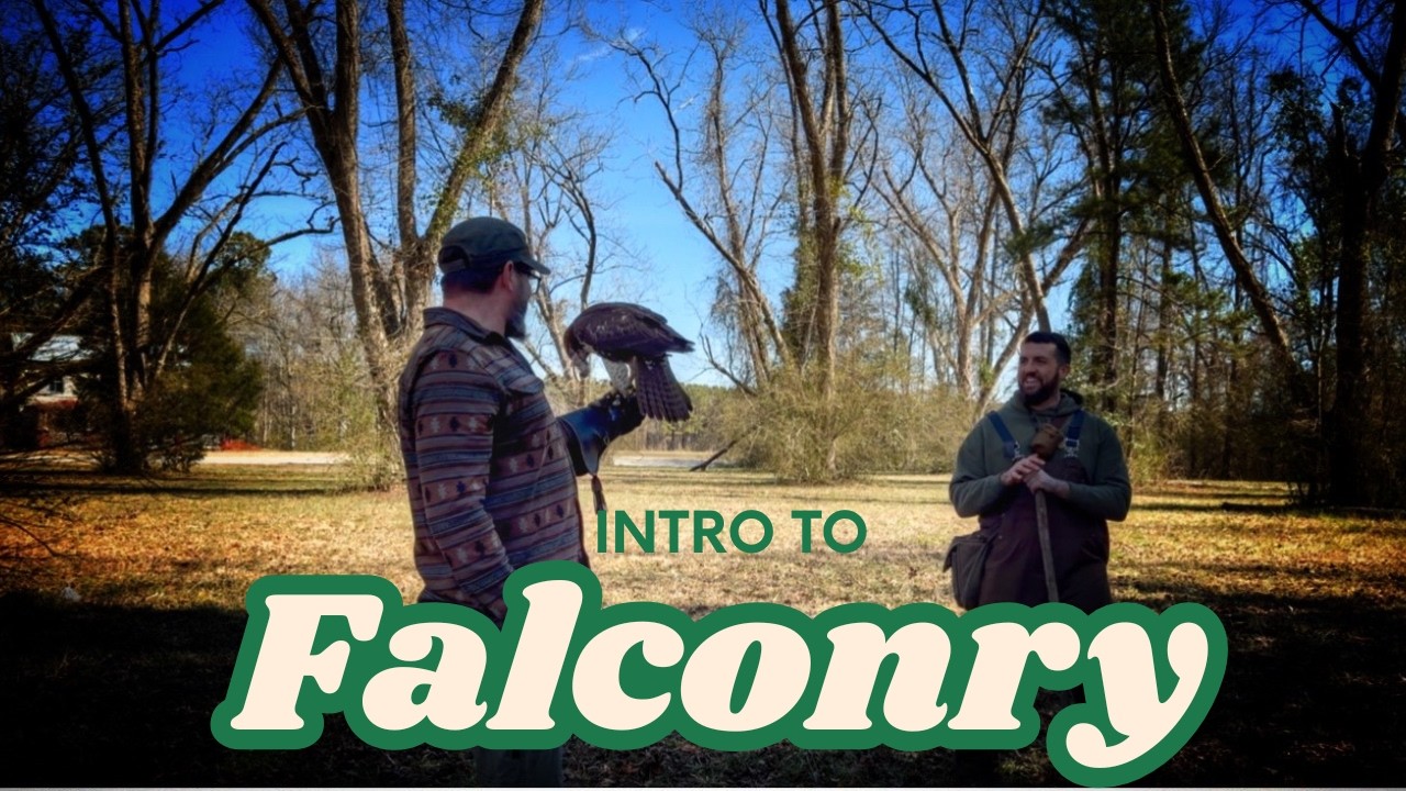 Squirrel Hunting with a Red-Tailed Hawk