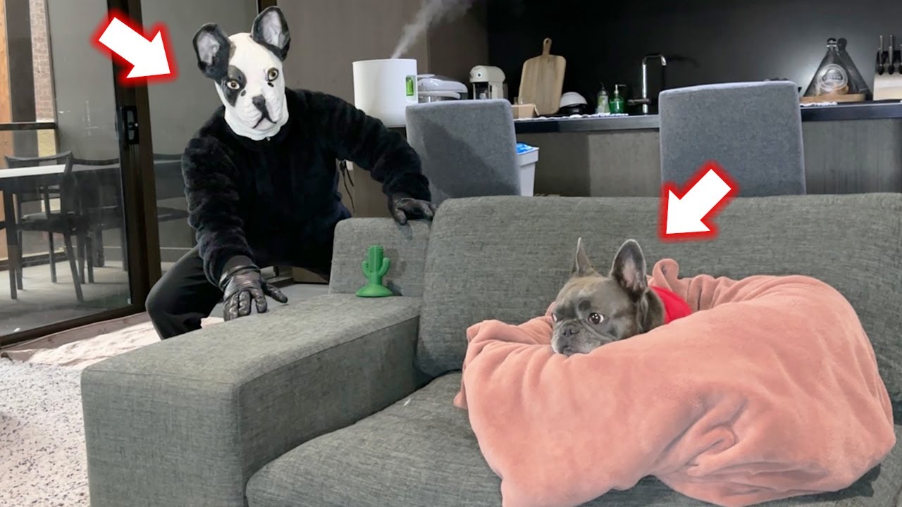 突然家に不審者がいた時の愛犬の反応は⁉️思いもよらない展開に…❗️