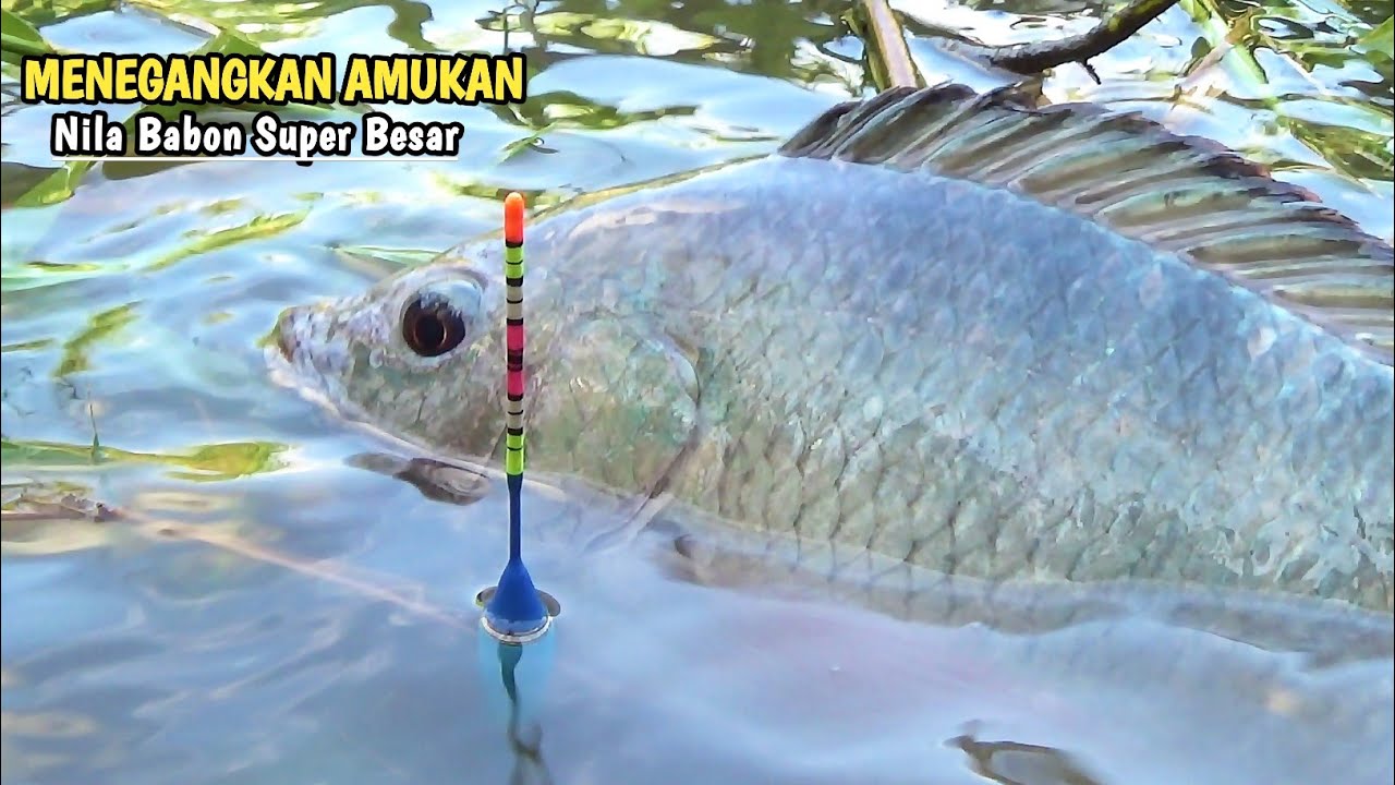 GEMETAR..!! BERKALI-KALI PEMANCING INI DI HAJAR NILA BABON SUPER