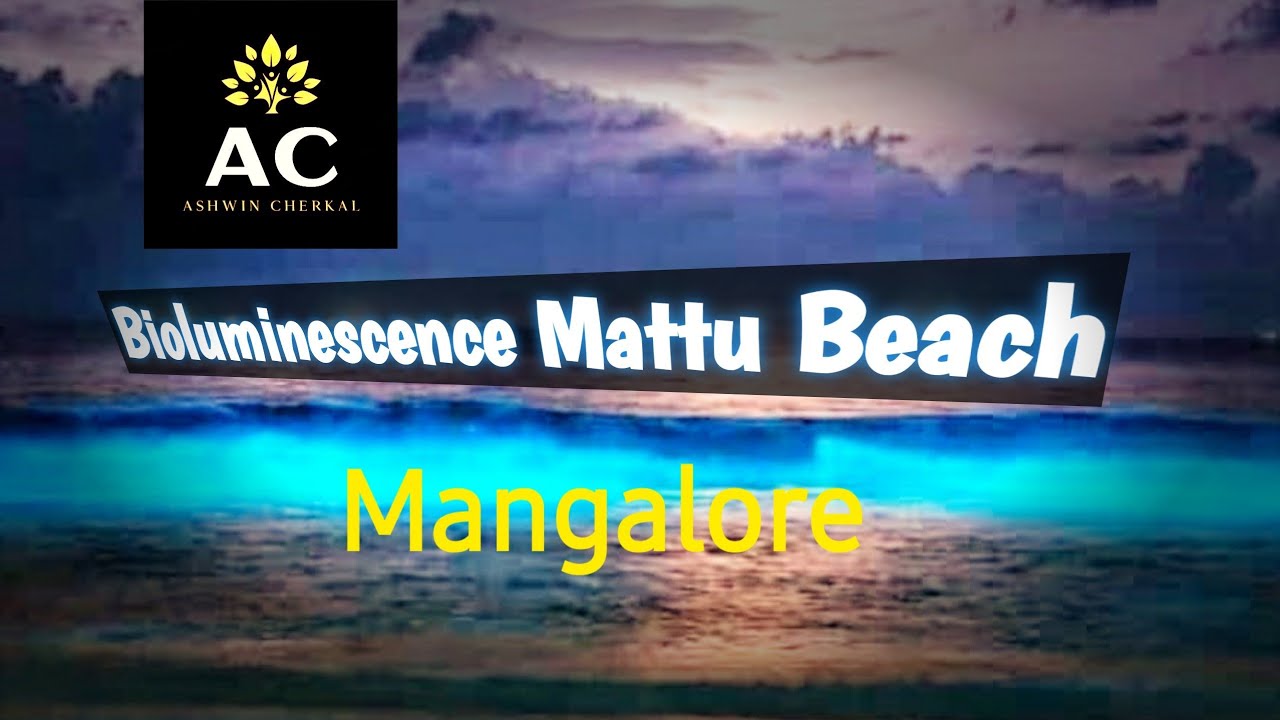 Bioluminescence Mattu Beach Mangalore