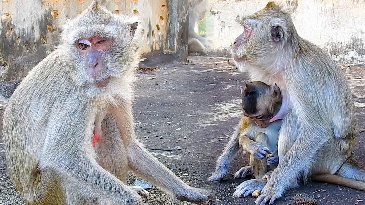 Mother sits sad and gives baby monkey milk