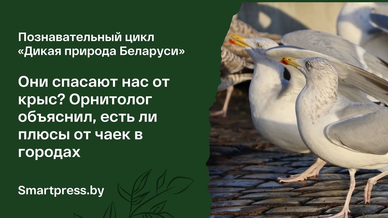 Доступность еды – не главное: что привлекает чаек в белорусские города?